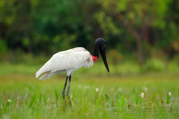 Big Stork Brazil Jabiru Stork Water Green Vegetation Black White — Stock Photo, Image