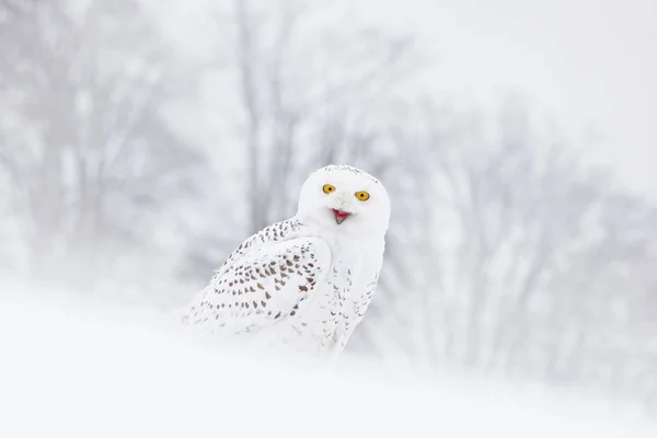 白雪猫头鹰坐在栖息地的雪地上 寒冷的冬天与白色的鸟 来自自然的野生动物场景 马尼托巴省 加拿大 猫头鹰在白色草甸 动物行为 — 图库照片