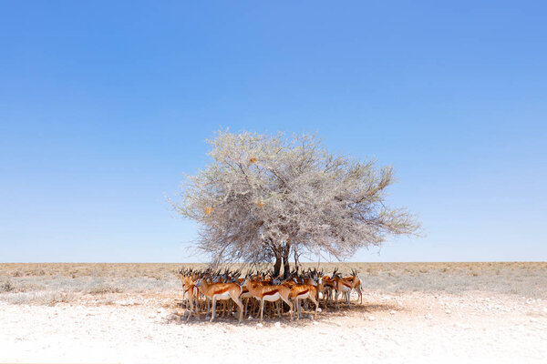 Dry hot day with sun in Etosha NP, Namibia. Herd of antelope springbok hidden  below the tree, in the shadow. Animal behaviour in the Africa. Savannah with blue sky. Group of springboks.