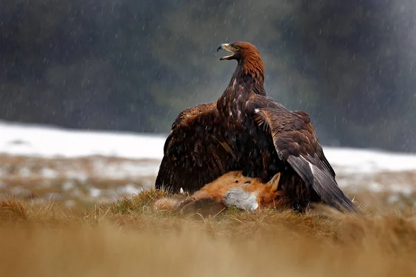 Golden Eagle Alimentando Red Fox Morto Floresta Durante Chuva Nevasca — Fotografia de Stock