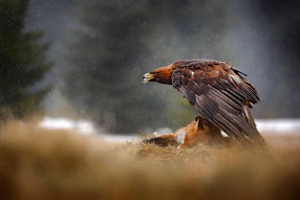 Orzeł Żywiące Się Zabił Red Fox Lesie Podczas Deszczu Śniegu — Zdjęcie stockowe