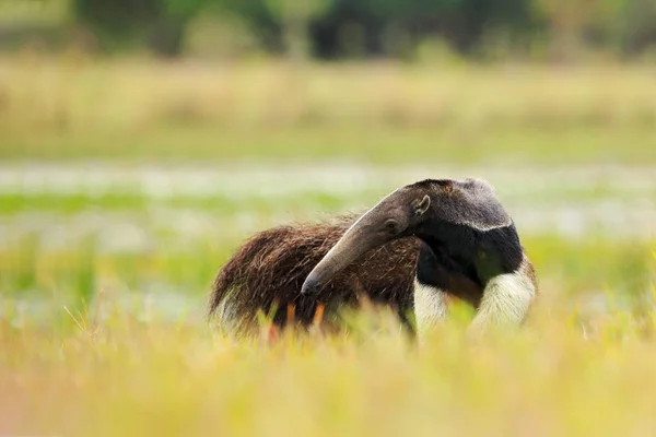 Anteater Lindo Animal Brasil Anteater Gigante Myrmecophaga Tridactyla Animal Long — Foto de Stock