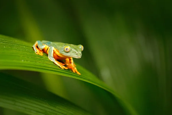 金黄眼睛叶子青蛙 Cruziohyla Calcarifer 绿色黄色青蛙坐在叶子在自然栖所在科尔科瓦多 哥斯达黎加 来自热带森林的两栖动物 中美洲野生动物 — 图库照片