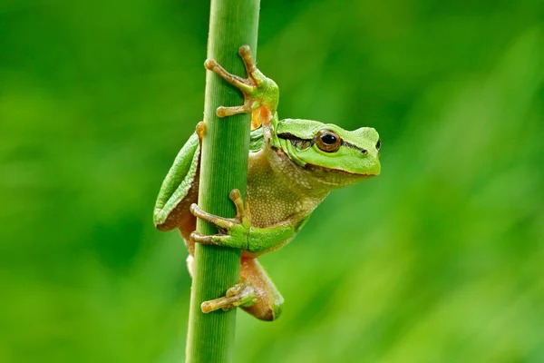 Sapo Árvore Europeu Hyla Arborea Sentado Sobre Palha Grama Com — Fotografia de Stock