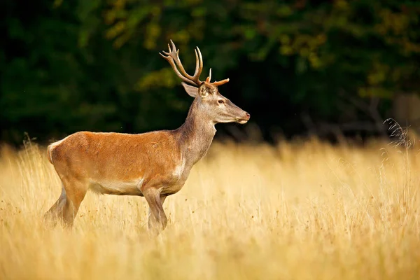 Veado Vermelho Majestoso Poderoso Animal Adulto Fora Floresta Outono Grande — Fotografia de Stock