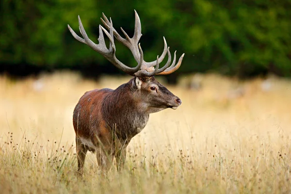 秋の森の外に赤い鹿のスタッグ 雄大な強力な大人の動物 デンマークの自然林に生息する大型動物 野生生物の姿自然 — ストック写真