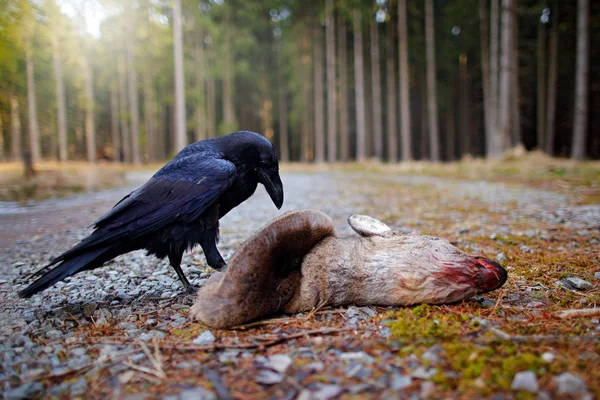 Ворон Мертвым Европейским Оленем Туша Лесу Черная Птица Головой Лесной — стоковое фото
