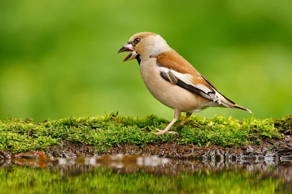 Όμορφη Songbird Hawfinch Στο Νερό Songbird Καθρέφτη Καφέ Κάθεται Στο — Φωτογραφία Αρχείου