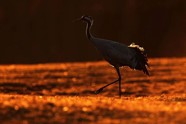 Grulla Común Grus Grus Ave Grande Hábitat Natural Lago Hornborga — Foto de Stock