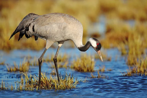 Wspólne Żuraw Grus Grus Duży Ptak Siedlisku Natura Hornborga Jezioro — Zdjęcie stockowe