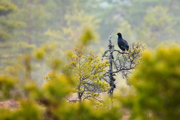 Tetřívek Louce Bog Lekking Pěkný Pták Tetřev Tetrao Tetrix Bažinách — Stock fotografie