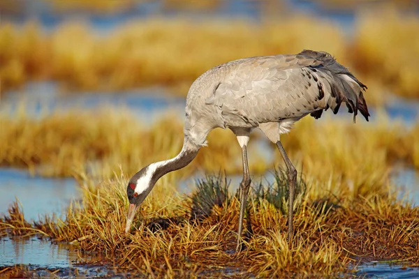 Crane Comum Grus Grus Pássaro Grande Habitat Natural Alemanha Cena — Fotografia de Stock