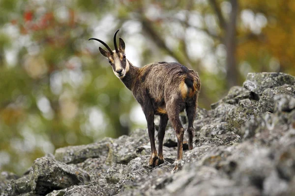 羚羊羚羊 在岩石山上 森林背景 捷克共和国 野生动物场景与号角动物 森林景观与羚羊 — 图库照片
