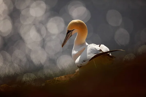 Kuşlar Üzerinde Sanat Görünümü Kuzey Gannet Helgoland Adası Almanya Çimen — Stok fotoğraf