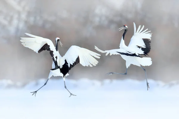 Dancing Pair Red Crowned Crane Open Wings Winter Hokkaido Japan — Stock Photo, Image