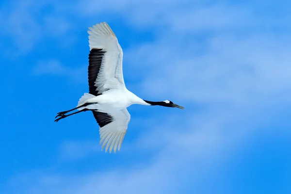 Zimny Dzień Przyrodzie Duży Biały Ptak Locie Żuraw Mucha Błękitne — Zdjęcie stockowe