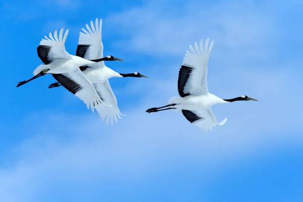 天空上有三只鸟 飞行的白鸟丹顶鹤 有张开的翅膀 蓝色的天空 背景是白云 日本北海道 来自自然的野生动物场景 — 图库照片