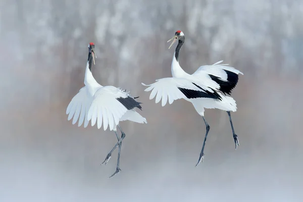 Taniec Pary Żuraw Mandżurski Otwartego Skrzydła Zima Hokkaido Japonia Snowy — Zdjęcie stockowe