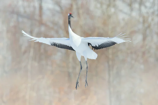 Día Frío Naturaleza Gran Pájaro Blanco Hábitat Mosca Grúa Escena — Foto de Stock