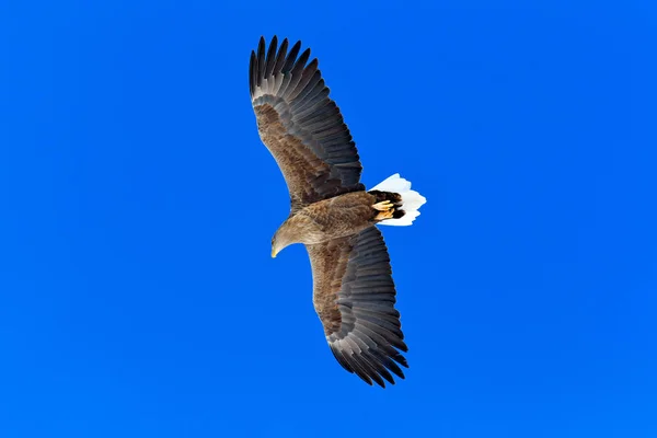 Big bird of prey on the sky. White-tailed eagle, Haliaeetus albicilla, big bird of prey on the dark blue sky, with white tail, Japan. Action wildlife scene from sky.