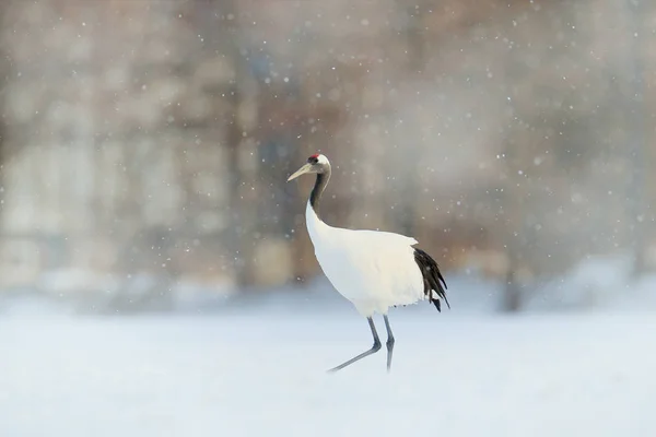 Floresta Neve Com Guindaste Coroa Vermelha Prado Hokkaido Japão Alimentação — Fotografia de Stock