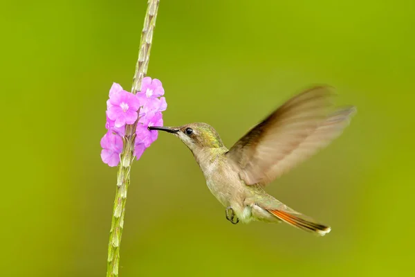 房状コケット オレンジ色の紋と緑と紫の花の生息地で襟付きカラフルなハチドリ トリニダードからアクション シーン 明確な緑の背景のピンクの花の横を飛んでいる鳥 — ストック写真