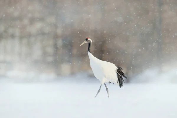 Guindaste Queda Neve Floresta Neve Com Guindaste Coroa Vermelha Prado — Fotografia de Stock