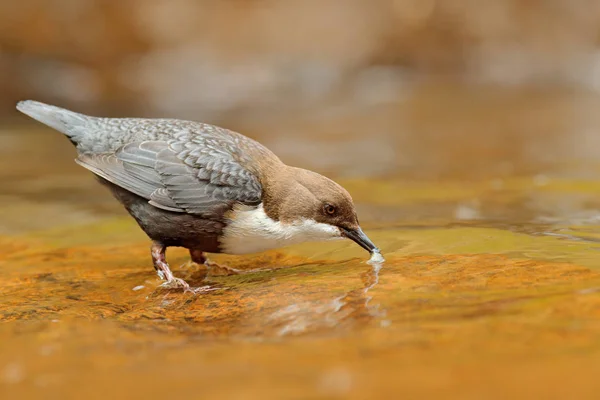 Skorec Vodní Skorec Vodní Hnědý Pták Bílým Hrdlem Řece Vodopád — Stock fotografie