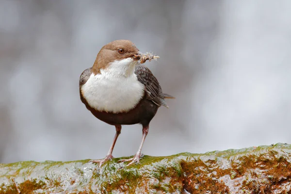 White Throated Dipper Cinclus Cinclus Brown Bird White Throat River — Stock Photo, Image