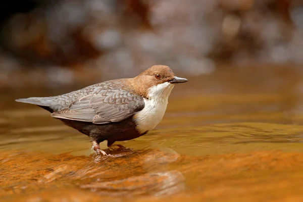 Белогорлая Диппер Cinclus Cinclus Коричневая Птица Белым Горлом Реке Водопад — стоковое фото