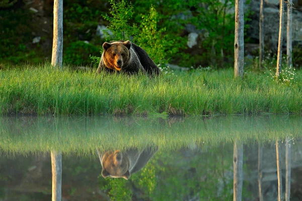 Утренний Свет Большим Бурым Медведем Гуляющим Озеру Утреннем Свете Опасное — стоковое фото