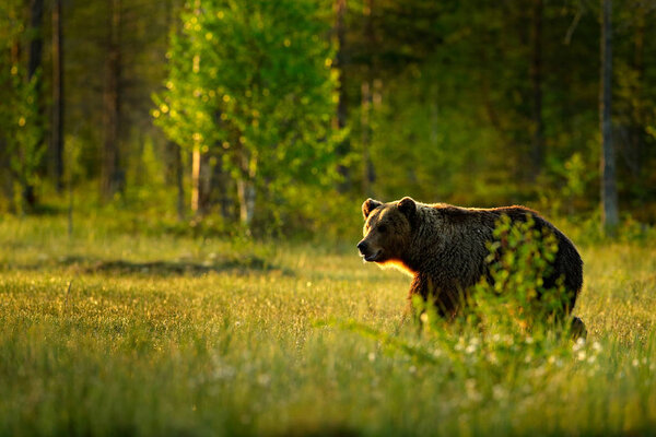 Morning light with big brown bear walking around lake in the morning light. Dangerous animal in nature forest and meadow habitat. Wildlife scene from Finland near Russian border.