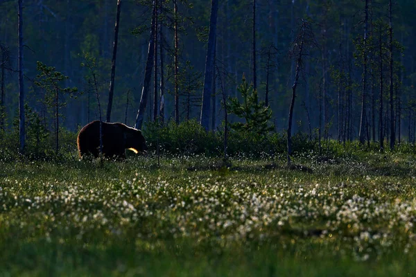 Brown Bear Walking Forest Morning Light Dangerous Animal Nature Taiga — Stock Photo, Image