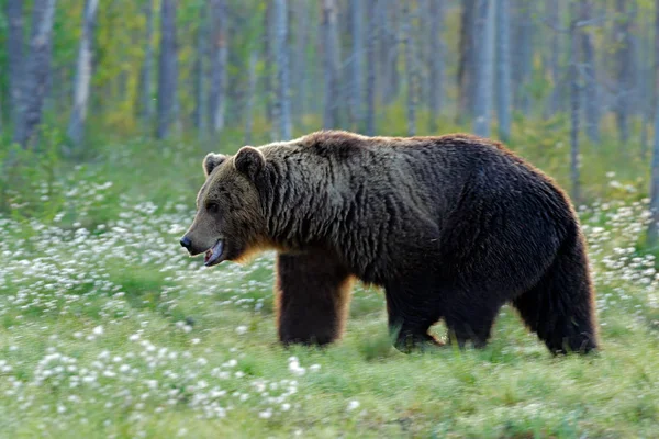 Urso Castanho Caminhar Floresta Luz Manhã Animal Perigoso Natureza Taiga — Fotografia de Stock