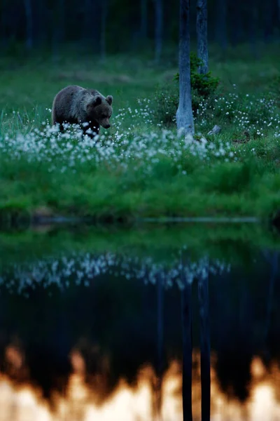 Jeune Ourson Solitaire Dans Forêt Pins Ours Chiot Sans Mère — Photo