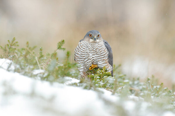 Eurasian sparrowhawk, Accipiter nisus, sitting on the snow in the forest with caught little songbird. Wildlife animal scene from nature. Bird in the winter forest habitat.