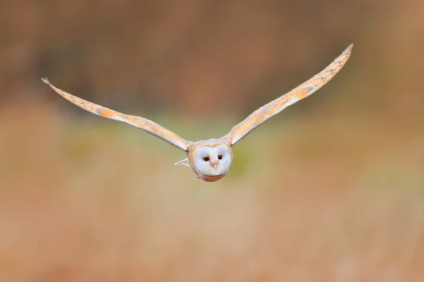 Sova Pálená Tyto Alba Letu Nad Trávu Jinovatka Bílá Ráno — Stock fotografie