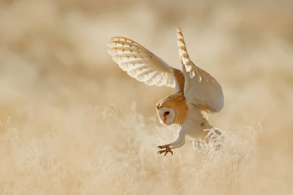 Bagoly Nyitott Szárnyakkal Repülni Gyöngybagoly Tyto Alba Fehér Rime Fűben — Stock Fotó