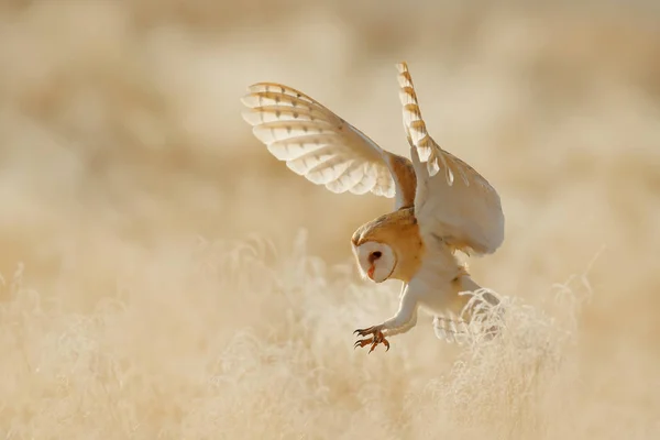 Eule Fliegen Mit Offenen Flügeln Schleiereule Tyto Alba Sitzt Morgens — Stockfoto