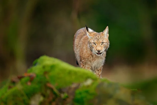 Lynx Nella Foresta Camminando Eurasian Gatto Selvatico Pietra Muschiata Verde — Foto Stock
