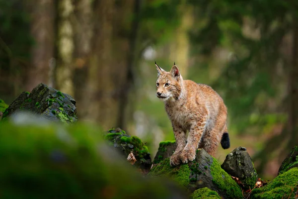 Lodjur Skogen Sitter Eurasiska Vild Katt Grön Mossig Sten Gröna — Stockfoto