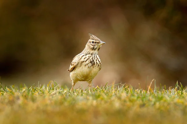 Crested Lark Galerida Cristata Траве Лугу Птица Природной Среде Обитания — стоковое фото