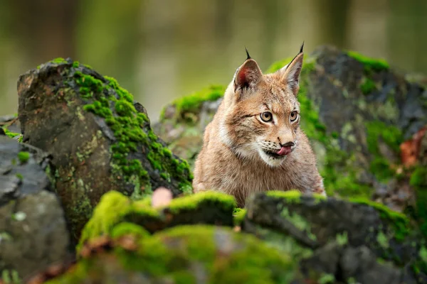 森の中のリンクス 緑のコケに覆われた石を歩くとユーラシア野生猫 緑の木を背景に 自然の生息地 チェコ ヨーロッパで野生の猫 自然から野生動物のシーン 美しい毛皮コート動物 — ストック写真