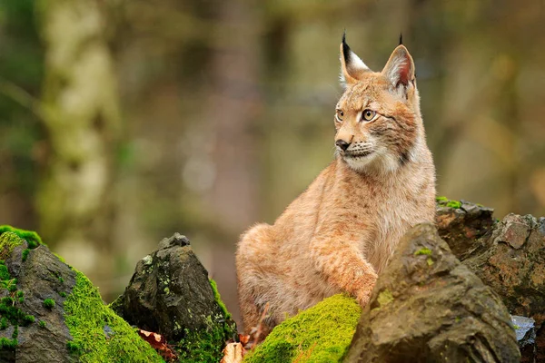 Lynx Kamenné Skály Chůzi Euroasijské Divoká Kočka Zeleným Mechem Obrostlý — Stock fotografie