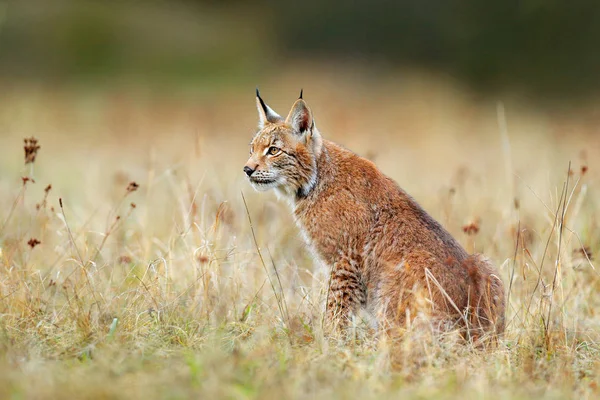 Lynx Bosque Caminando Gato Salvaje Eurasiático Piedra Verde Musgoso Árboles — Foto de Stock