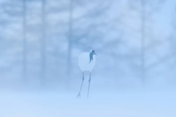 Crane Winter Scene Snowflakes Wildlife Scene Snowy Nature Two Red — Stock Photo, Image