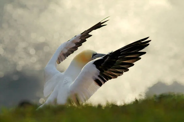 Nördliches Basstölpel Detailgetreues Kopfbild Eines Auf Dem Nest Sitzenden Seevogels — Stockfoto