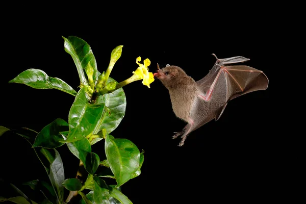 夜自然 Glossophaga 的长舌头蝙蝠 Soricina 在黑夜中飞蝙蝠 夜间动物在飞行与红色饲料花 来自热带大自然的野生动物行动现场 哥斯达黎加 — 图库照片