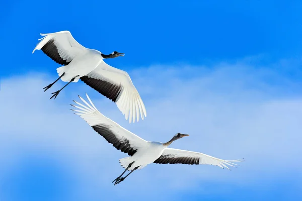 Crane Cena Inverno Com Flocos Neve Cena Vida Selvagem Natureza — Fotografia de Stock