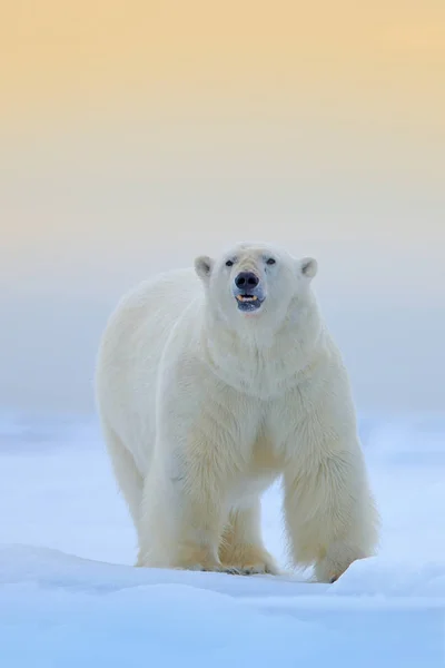 北极熊在斯瓦尔巴的冰雪上 看起来很危险的野兽 来自北极的大自然 来自自然的野生动物场景 — 图库照片